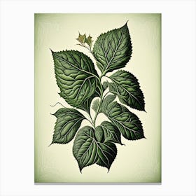Basil Leaf Vintage Botanical 1 Canvas Print