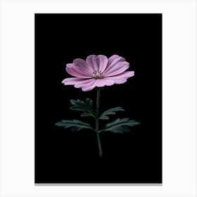 Pink Commia Flower Canvas Print