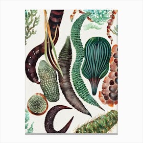 Sea Cucumber Vintage Graphic Watercolour Canvas Print