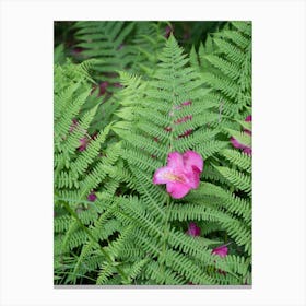 Fern leaf with pink rhododendron flower Canvas Print