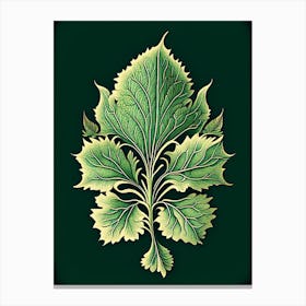 Skullcap Leaf Vintage Botanical 2 Canvas Print