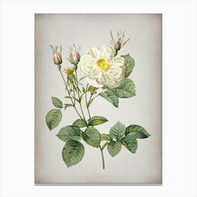 Vintage White Rose of York Botanical on Parchment n.0633 Canvas Print