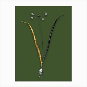 Vintage Allium Scorzonera Folium Black and White Gold Leaf Floral Art on Olive Green n.0332 Canvas Print