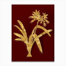Vintage Pancratium Illyricum Botanical in Gold on Red n.0538 Canvas Print