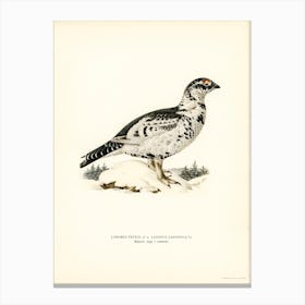 Hybrid Between Black Grouse And Willow Ptarmigan, The Von Wright Brothers Canvas Print