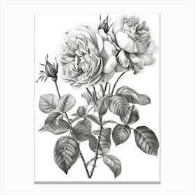 Roses Sketch 1 Canvas Print