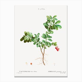 Lingonberry, Pierre Joseph Redoute Canvas Print