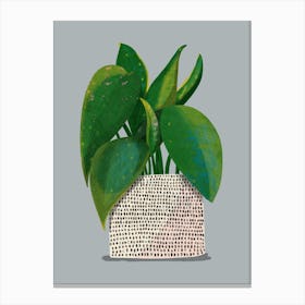 Rubber Plant Grey  Canvas Print