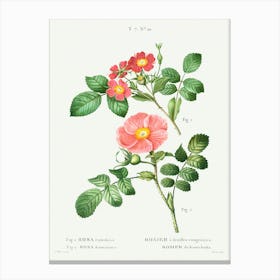 Redleaf Rose And Japanese Rose, Pierre Joseph Redoute Canvas Print