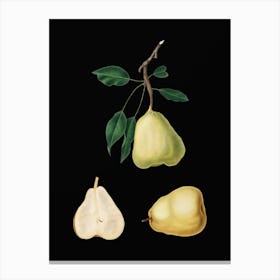 Abwvl Vintage Pear Botanical Illustration On Solid Black N Canvas Print