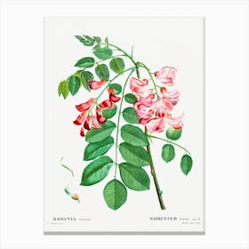 Robinia Rosea, Pierre Joseph Redoute Canvas Print