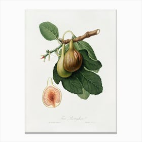 Fig (Ficus Carica) From Pomona Italiana (1817-1839), Giorgio Gallesio Canvas Print