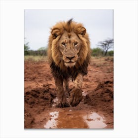African Lion Muddy Paws Realism 3 Canvas Print