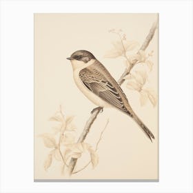 Vintage Bird Drawing Swallow 2 Canvas Print