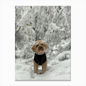 Cavapoo In The Snow Canvas Print