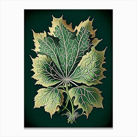 Siberian Ginseng Leaf Vintage Botanical 3 Canvas Print