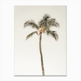 Single Palm Tree Canvas Print