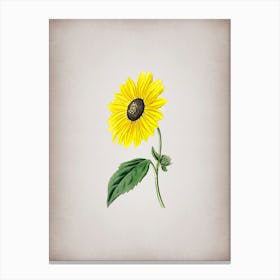 Vintage California Sunflower Botanical on Parchment n.0770 Canvas Print