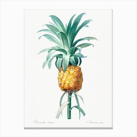 Pineapple Illustration From Les Liliacées, Pierre Joseph Redouté Canvas Print