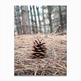 Pine Cone In The Forest Canvas Print