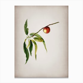 Vintage Peach Botanical on Parchment n.0203 Canvas Print