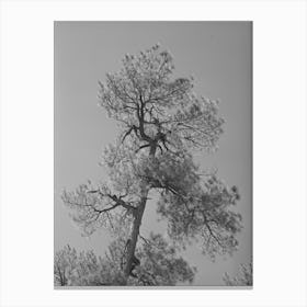 Top Of Yellow Pine Tree In Apache National Forest, Navajo County, Arizona By Russell Lee Canvas Print