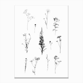 Botanical Bw Canvas Print