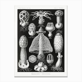 Basimycetes–Schwammpilze, Ernst Haeckel Canvas Print