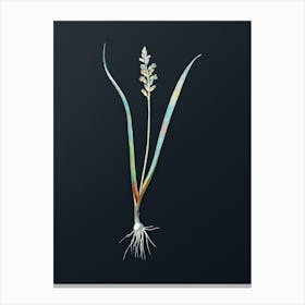 Vintage Lachenalia Pallida Botanical Watercolor Illustration on Dark Teal Blue n.0257 Canvas Print