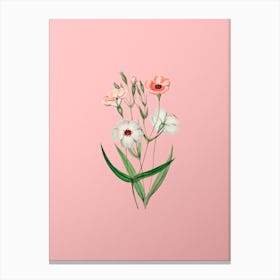 Vintage Dark Eyed Viscaria Flower Branch Botanical on Soft Pink Canvas Print