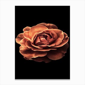 Rose On Black Background 5 Canvas Print