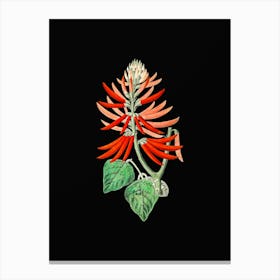 Vintage Naked Flowering Erythrina Botanical Illustration on Solid Black n.0135 Canvas Print