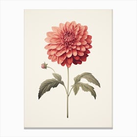 Dahlias Flower Vintage Botanical 1 Canvas Print