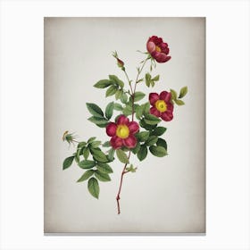 Vintage Alpine Rose Botanical on Parchment n.0104 Canvas Print