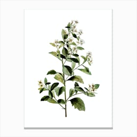 Vintage Eastern Baccharis Botanical Illustration on Pure White n.0273 Canvas Print