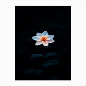 Single Flower In The Dark 6 Canvas Print