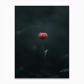 Single Red Flower 14 Canvas Print