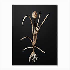 Gold Botanical Veltheimia Abyssinica on Wrought Iron Black n.0993 Canvas Print