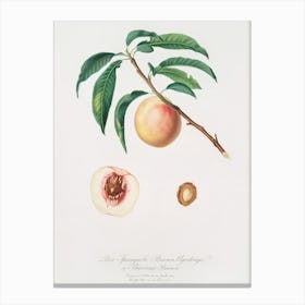 White Speckled Peach (Burrona Bianca) From Pomona Italiana (1817 1839), Giorgio Gallesio Canvas Print