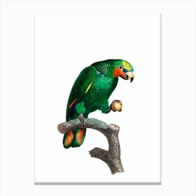 Vintage Orange Winged Amazon Parrot Bird Illustration on Pure White n.0002 Canvas Print
