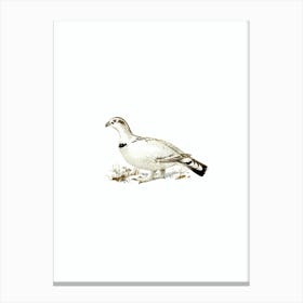 Vintage Western Capercaillie And Willow Ptarmigan Hybrid Bird Illustration on Pure White Canvas Print