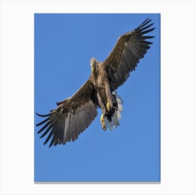 Golden Eagle In Flight Canvas Print