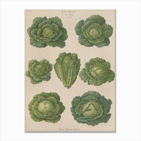 Cabbages 4 Canvas Print