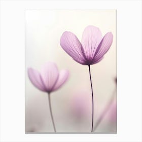 Echinacea Canvas Print