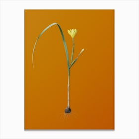 Vintage Cape Tulip Botanical on Sunset Orange n.0253 Canvas Print