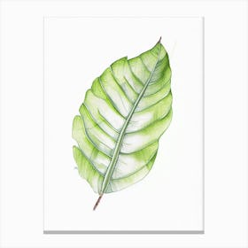 Banana Leaf Illustration Canvas Print