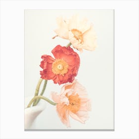 Poppies (2) Canvas Print