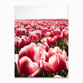 Tulip Field In Holland Canvas Print