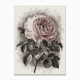 Pink Rose Canvas Print