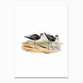 Vintage Marsh Sandpiper Bird Illustration on Pure White n.0346 Canvas Print